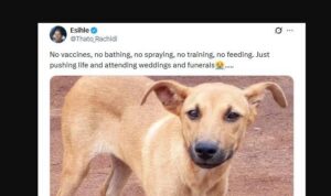 The Trending Memes in Nairobi This Tuesday