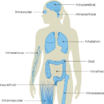 Targeted delivery of genome editors in vivo