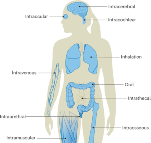 Targeted delivery of genome editors in vivo