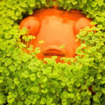 “Chia Pet” Animated Film Or Series Planned