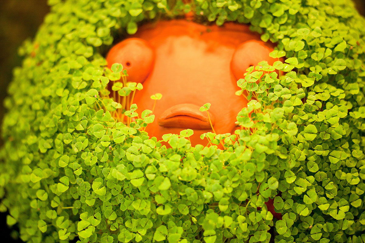 “Chia Pet” Animated Film Or Series Planned