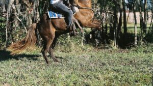How Black cowboys shaped the cuisine of the American West