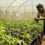 Agritech funding in Africa drops to $168 million in 2025 as investor interest shifts