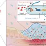 A therapeutic glue that autonomously targets gut bleeding in inflammatory bowel disease
