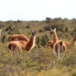 Guanacos’ return to Gran Chaco restirs debate around wildlife translocations