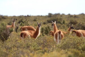Guanacos’ return to Gran Chaco restirs debate around wildlife translocations