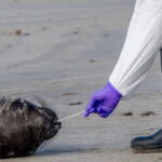 Avian flu strikes California’s northern elephant seals; area quarantined