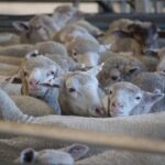 AI camera counting sheep at WA abattoir