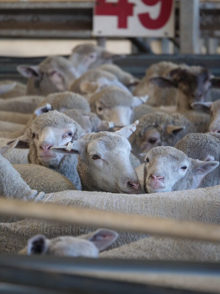 AI camera counting sheep at WA abattoir