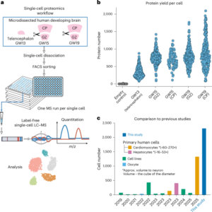 Single-cell proteomic landscape of the developing human brain