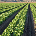 5-year study reveals aspects of food safety in California’s Salad Bowl