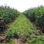 Africa’s Food Systems Will Not Transform Without Parliamentary Accountability