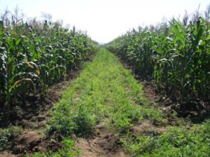 Africa’s Food Systems Will Not Transform Without Parliamentary Accountability