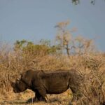 Rhino poaching in South Africa’s Kruger park doubles despite national drop
