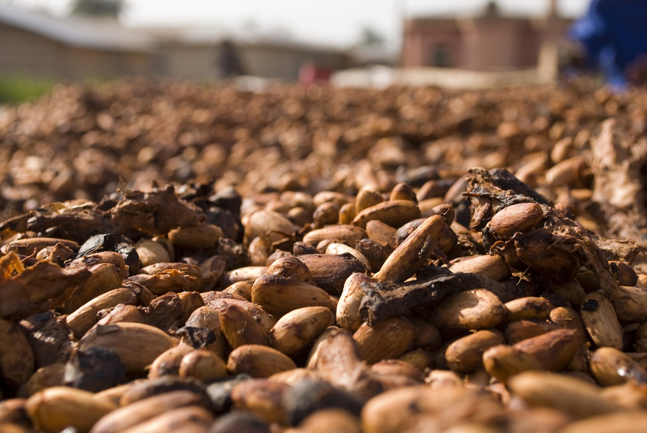 Abundant Supplies and Slack Demand Undercut Cocoa Prices