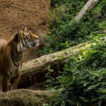 Is there an ethically good zoo? These zoos say yes