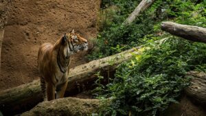 Is there an ethically good zoo? These zoos say yes