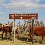 South Africa starts extensive vaccine campagin against FMD in cattle