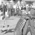 The inspiring and tragic story of Mabel Stark, America’s most famous female tiger trainer