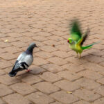 The Delicate Politics of Hiring Someone from Another Team