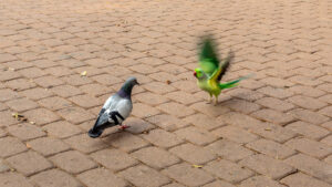 The Delicate Politics of Hiring Someone from Another Team