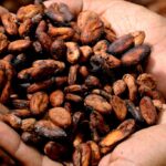 Cocoa Prices Weighed Down by Abundant Supplies and Slack Demand