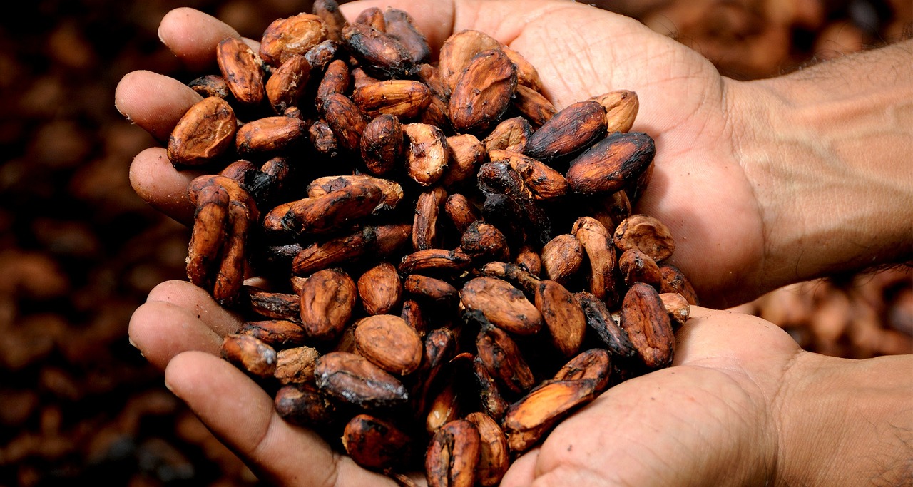 Cocoa Prices Weighed Down by Abundant Supplies and Slack Demand
