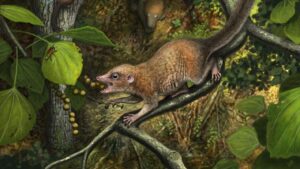 Southernmost Fossils of Earliest Primate Relative Unearthed in Colorado