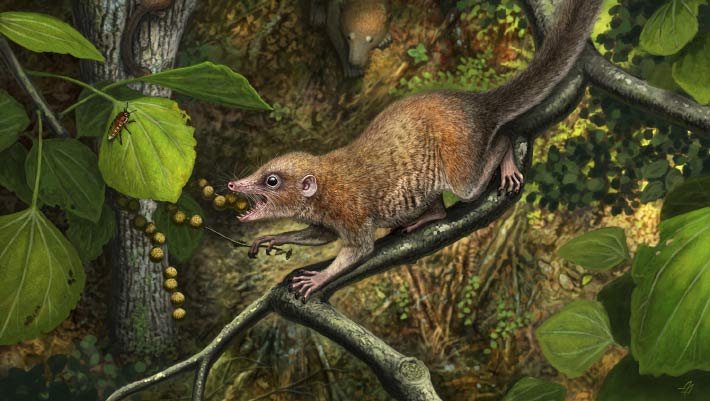 Southernmost Fossils of Earliest Primate Relative Unearthed in Colorado