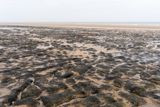 Ancient DNA Reveals Ice Age Forests Grew on the Lost Doggerland 16,000 Years Ago, Before It Was Swallowed by the North Sea