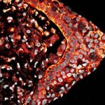 Species-specific oxygen sensing governs the initiation of vertebrate limb regeneration | Science