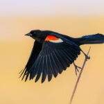 Birds are declining faster and faster in 3 US hotspots, new study finds