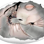 Mammal ancestors laid eggs, and this 250-million-year-old fossil finally proves it