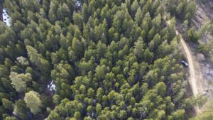 Why thinning a forest could get you more drinking water