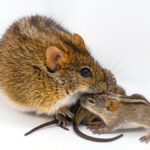 Doting male mouse dads share a genetic signature, new study finds