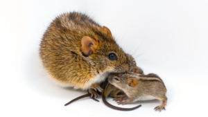 Doting male mouse dads share a genetic signature, new study finds