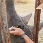 Animal behaviorists help save endangered rhino with unique eyedrop plan