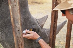 Animal behaviorists help save endangered rhino with unique eyedrop plan