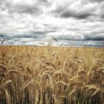 Wheat Falling Back on Friday