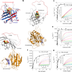 Artificial allosteric protein switches with machine-learning-designed receptors