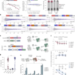 Inducible, split base editors for in vivo cancer functional genomics