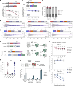 Inducible, split base editors for in vivo cancer functional genomics