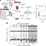 An inducible base editing platform for cancer functional genomics in vivo