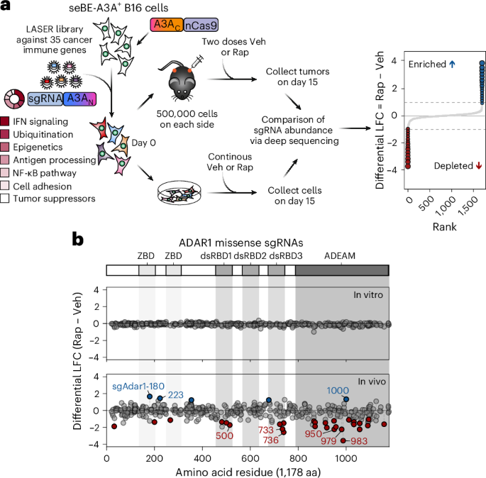 An inducible base editing platform for cancer functional genomics in vivo