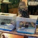 Tourists Urged to Boycott Exotic Animal Cafés as Welfare Charity Launches Public Pledge