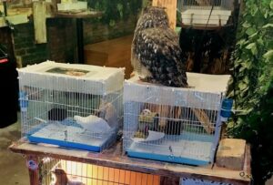 Tourists Urged to Boycott Exotic Animal Cafés as Welfare Charity Launches Public Pledge