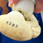 ‘Only the head was sticking out’: Mobile Irish relic causes a surprise in Scotland