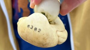 ‘Only the head was sticking out’: Mobile Irish relic causes a surprise in Scotland