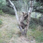 Pyrenees brown bear population climbs to an estimated 130 in latest census