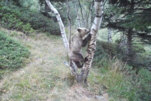 Pyrenees brown bear population climbs to an estimated 130 in latest census